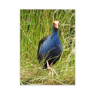 Kiwiana Art Prints Garden Art Wild On Walls Now