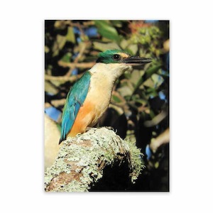 Patio And Garden Art Kingfisher Wild On Walls Now
