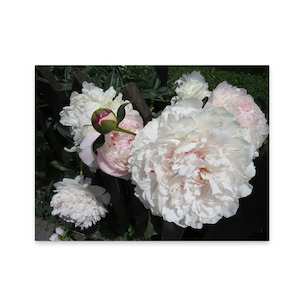 Products: Large Garden Wall Art Peonies Wild On Walls Nz