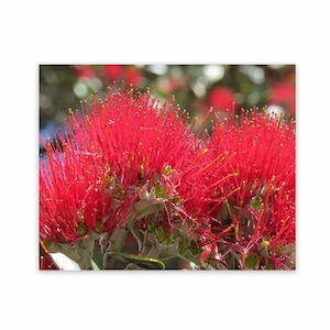 Products: Garden Wall Art NZ Wild on Walls Garden Outdoor Art