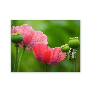 Products: Garden Yard Art Poppy Outdoor Art Wild On Walls