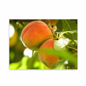 Products: Metal Sun Wall Decor Garden Art Wild On Walls