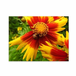 Products: Pictures For Gardens Garden Art Wild On Walls Nz