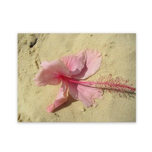 Beach Paintings Outdoor Garden Art Wild On Walls Nz