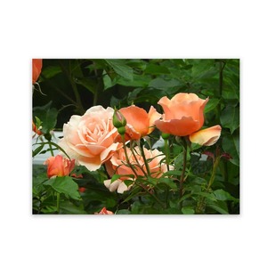 Garden Art Work Waterproof Art Panels Wild On Walls