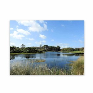 All Weather Art Wetlands View Wild On Walls Nz Made