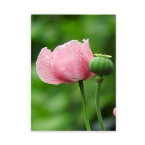 Cool Metal Art Pink Poppy Outdoor Art Wild On Walls