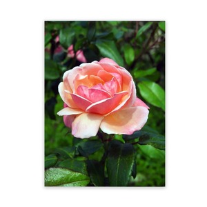 Outdoor Murals Rose Garden Art Panel Wild On Walls