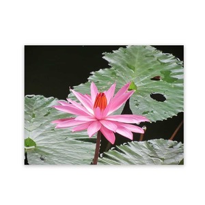 Products: Exterior Metal Garden Art Lily Pond Wild On Walls Nz