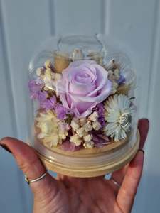 Medium Purple + White Dome