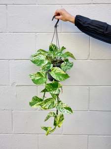 Mothers Day 2023: Marble Queen