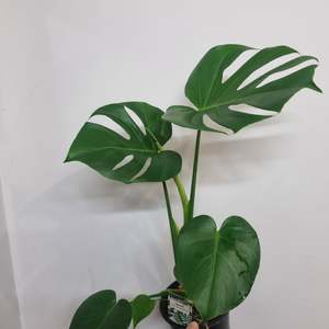Plants: Monstera Deliciosa