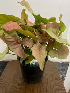 Plants: Syngonium podophyllum - Red Heart