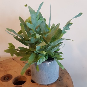 Plants: Phlebodium Aureum "BLUE STAR"
