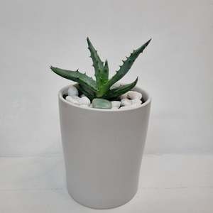 Plants: Mini Potted Cactus