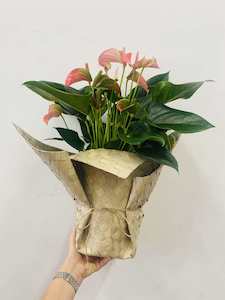 Products: Anthurium plant in flax wrap - Wildstem Florists