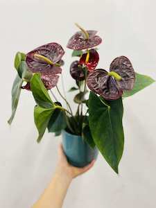 Anthurium potted plant - Wildstem Florists