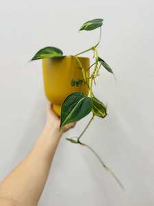 Brasil plant - Wildstem Florists