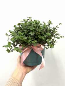 Products: Bubble plant in ceramic pot - Wildstem Florists