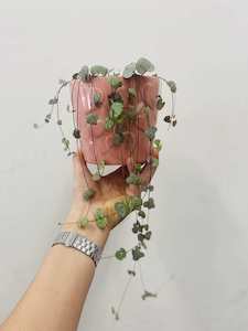 Products: Chain of hearts - Wildstem Florists