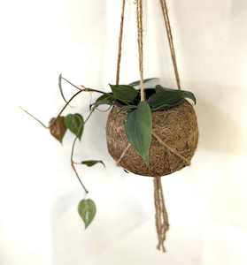 Eco friendly Kokodama pot - Wildstem Florists