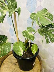 Lush large variegated Monstera plant - Wildstem Florists