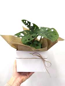 Products: Monstera Monkey Mask - Wildstem Florists