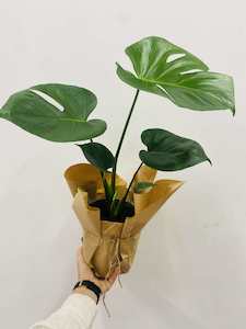 Products: Monstera plant - Wildstem Florists
