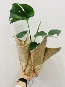 Products: Monstera plant in flax mat wrap - Wildstem Florists