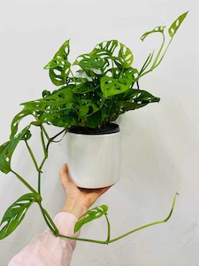 Products: Monstera swiss cheese - Wildstem Florists