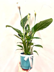 Products: Peacelily indoor plant in ceramic - Wildstem Florists