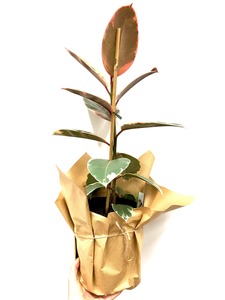 Rubber plant - Wildstem Florists