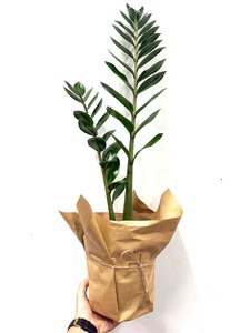ZZ plant - Wildstem Florists
