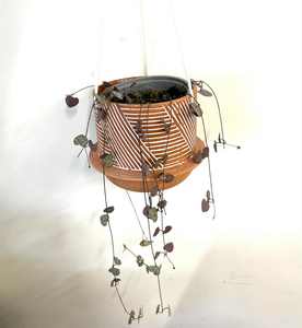Chain of hearts in hanging pot - Wildstem Florists