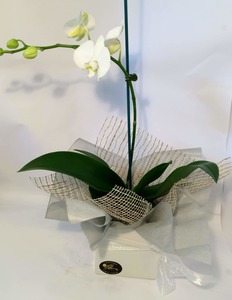 Palaenopsis Orchid - Wildstem Florists