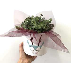 Bubble indoor plant in Christmas ceramic - Wildstem Florists