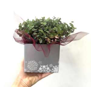 Christmas bubble plant - Wildstem Florists