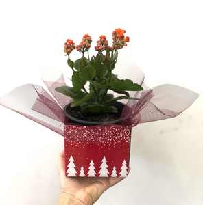 Kalanchoe indoor plant with Christmas box - Wildstem Florists