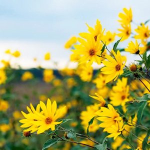 Products: Heliopsis Summer Sun – Heliopsis helianthoides - Wildwood Farm