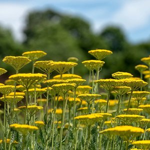 Achillea filipendulina 'Cloth of Gold' - Wildwood Farm