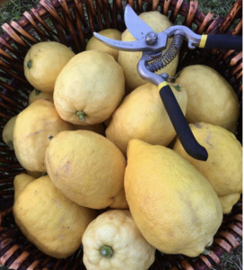 Products: Garden pruners secateurs - Wilson & Co