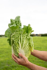 Products: Chinese Cabbage - Wilsons Vegetables