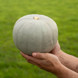 Pumpkin - Grey - Wilsons Vegetables