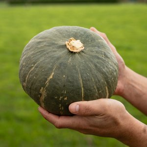 Products: Buttercup Green - Wilsons Vegetables