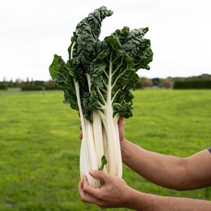 Silverbeet - Wilsons Vegetables