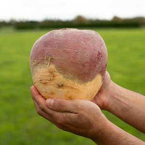 Swede - Wilsons Vegetables