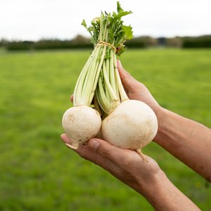 Whitestone turnips - Wilsons Vegetables