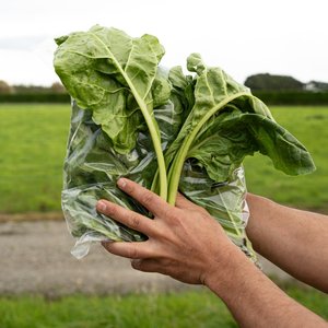 Products: Spinach - Wilsons Vegetables