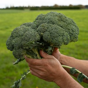 Broccoli - Wilsons Vegetables