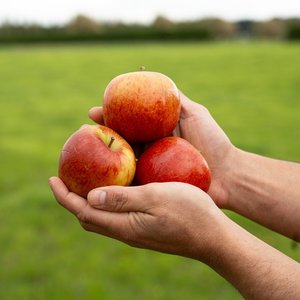 Products: Apples - Wilsons Vegetables